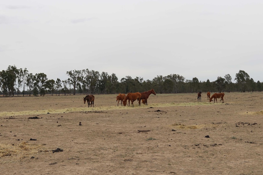 Brumbies eating hay on private property outside the Barmah National Park