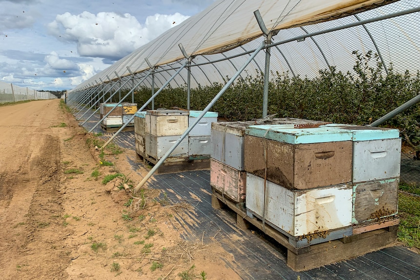 Bee hives stacked up on the edge of an undercover blueberry orchard.