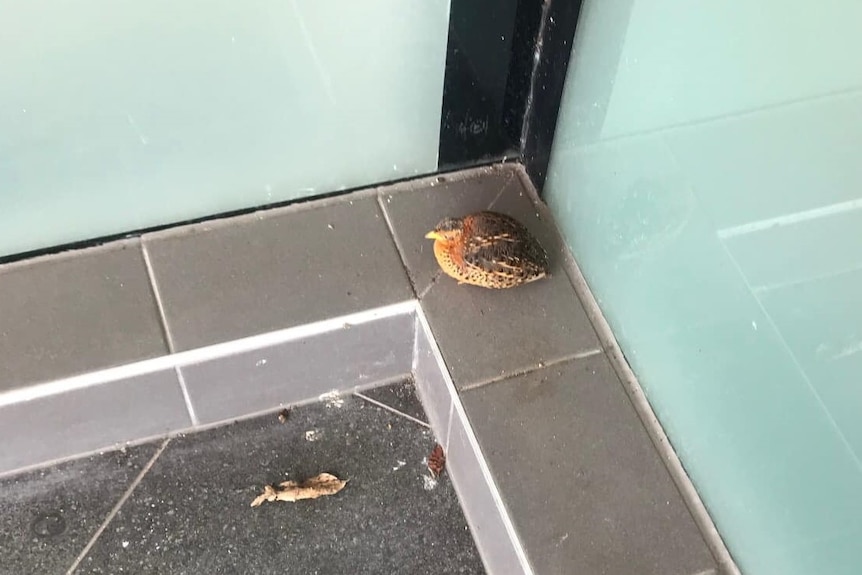 a small yellow and red bird sitting on the ground near a window