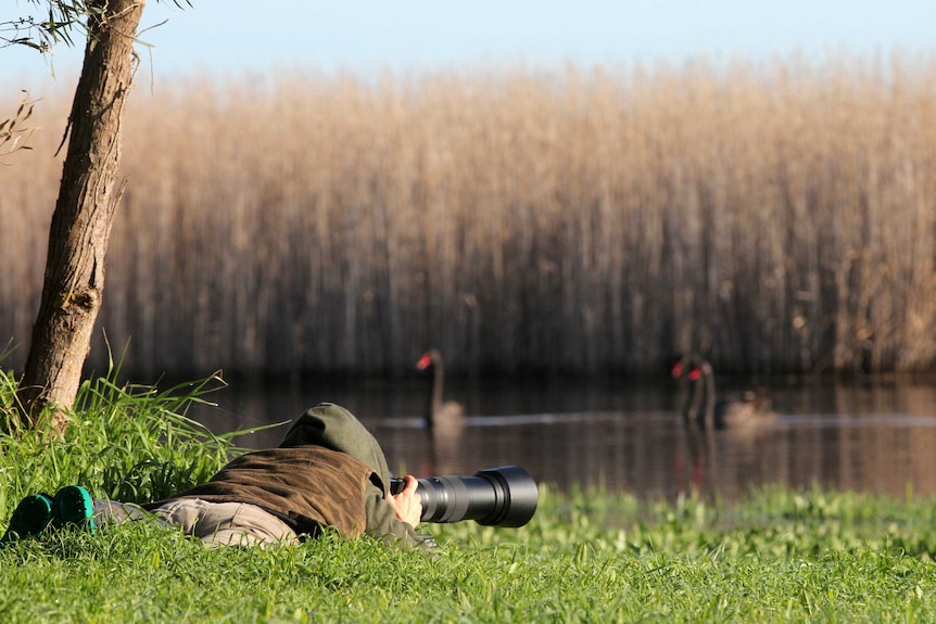 Margaret Smith photographs black swans