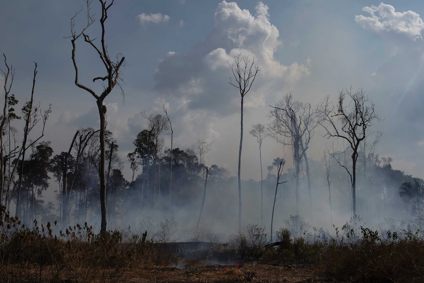 A burnt out forest with blackened trees and smoke stand out against the blue, sky with smattering of clouds.