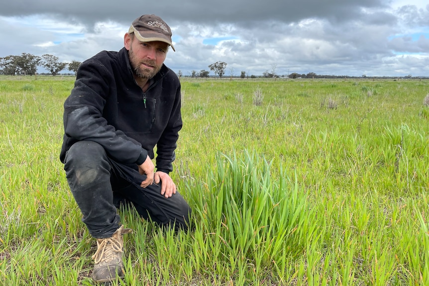 A man in work gear and a cap kneels in a paddock.