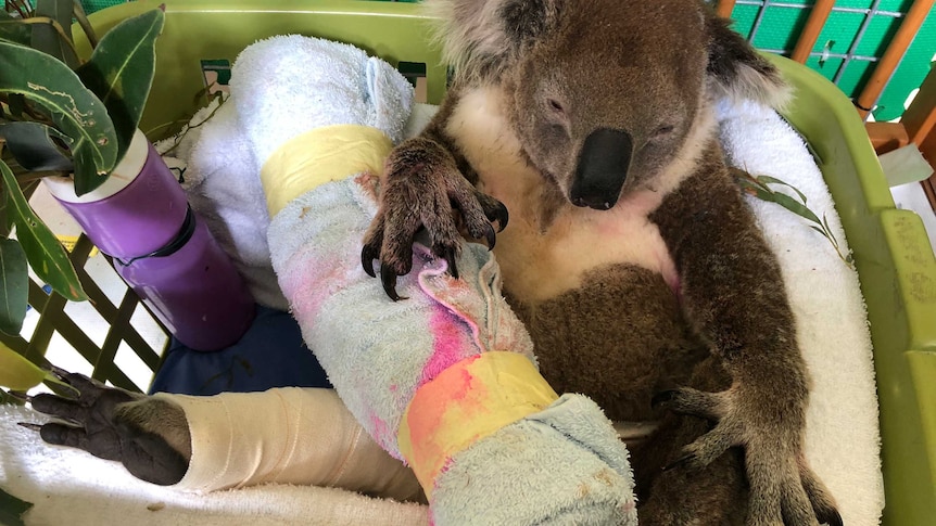 Bruiser the koala in a basket with his leg upright and bandaged