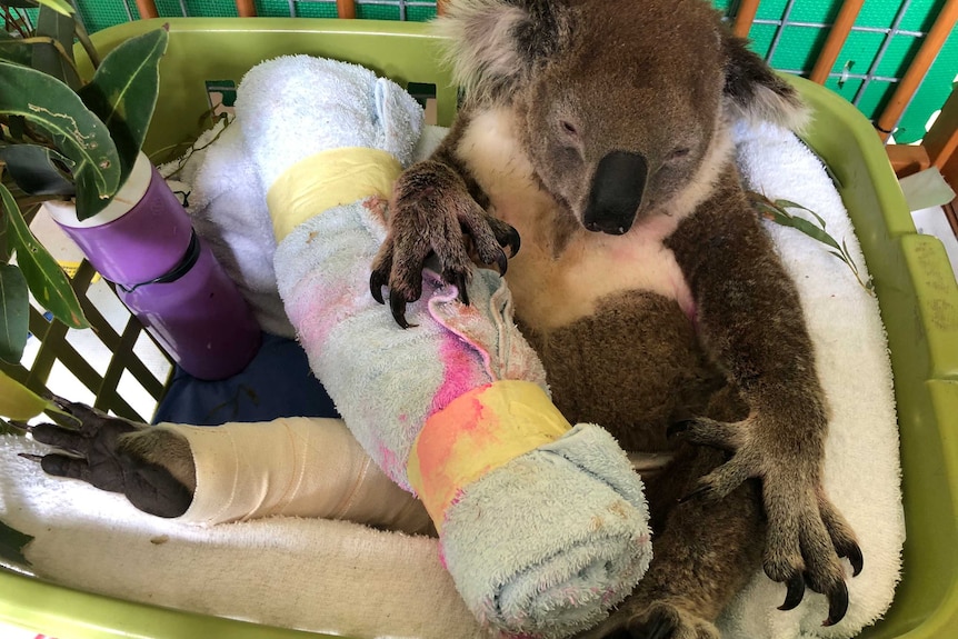 Bruiser the koala in a basket with his leg upright and bandaged