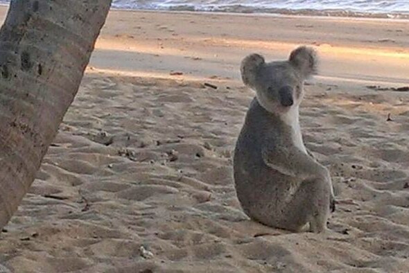 A koala sits on a beach at sunrise