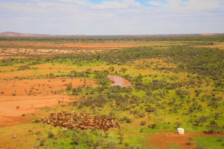 Cattle graze on an outback station, as seen from above.