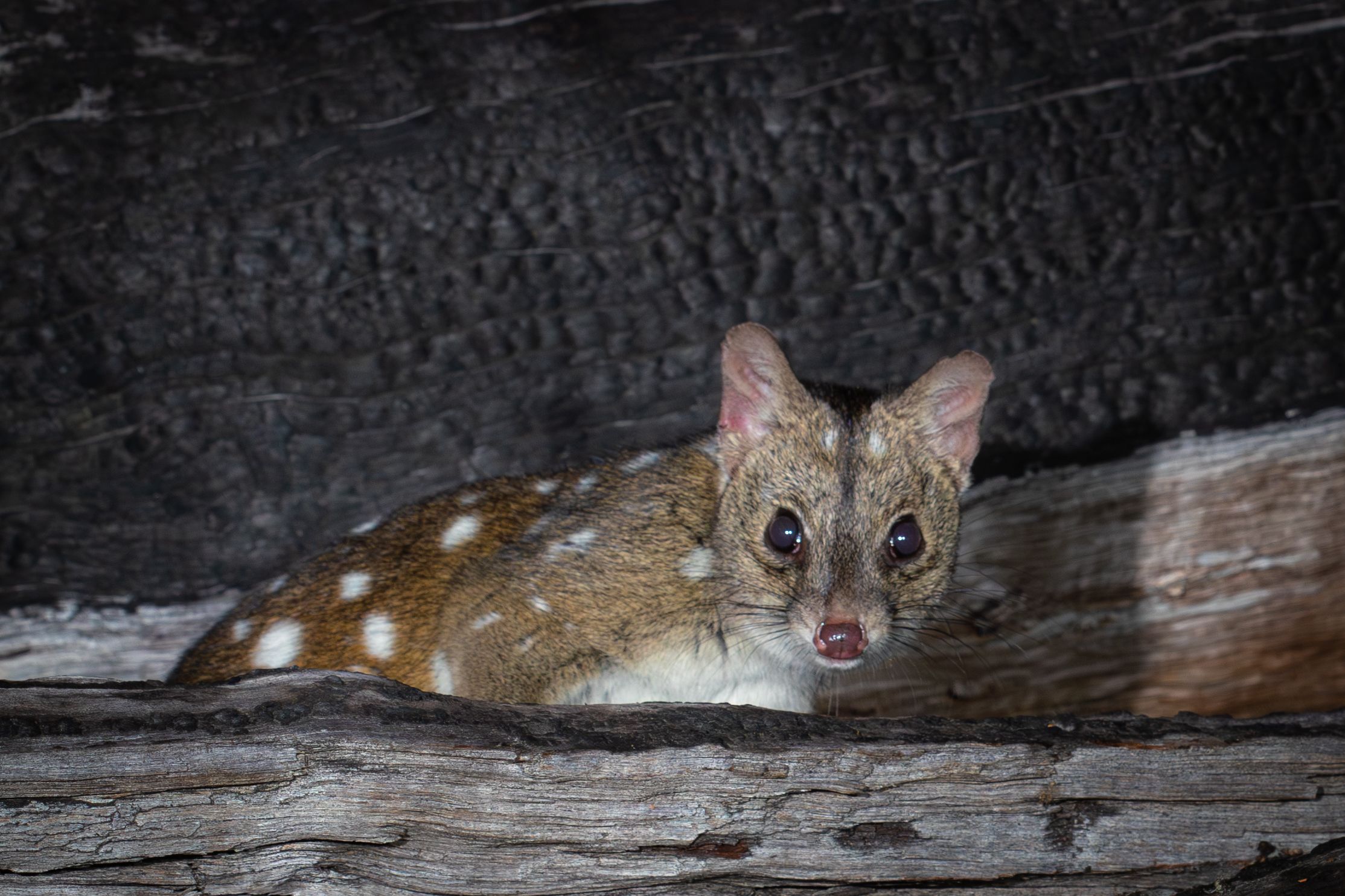 a close up of a quoll looking at the camera