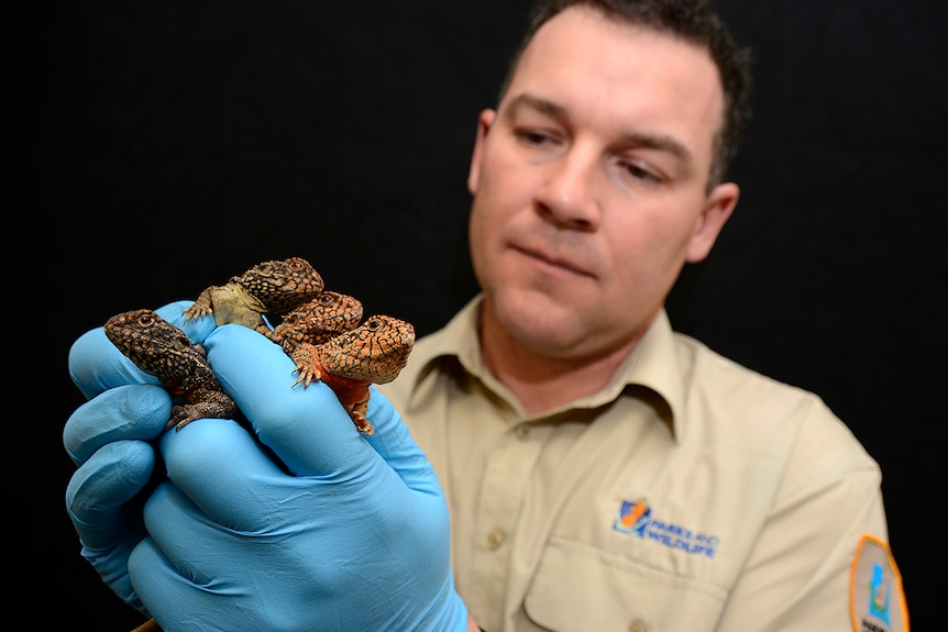 Four western netted dragons held in the hands of wildlife officer Chris Phillips, who is wearing blue gloves.