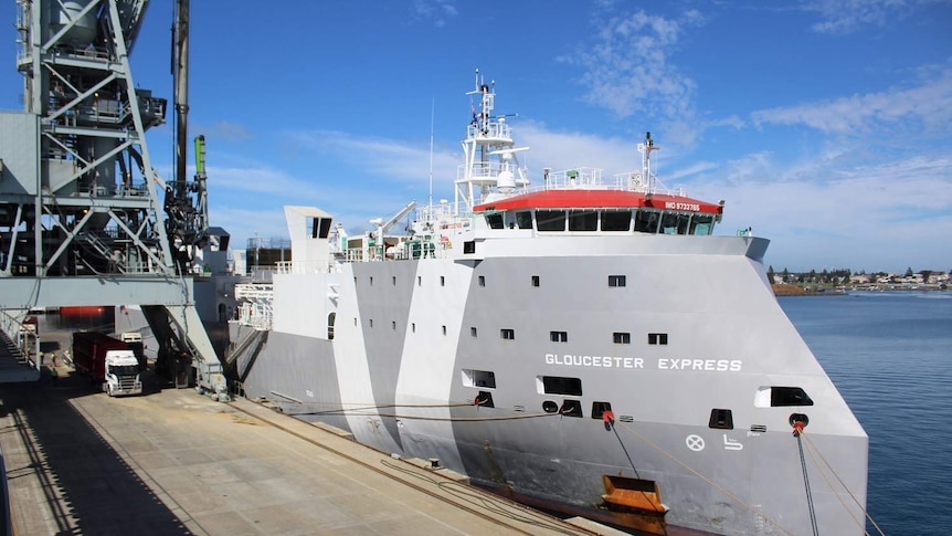 Grey ship at dock loaded with cattle from Victoria to China