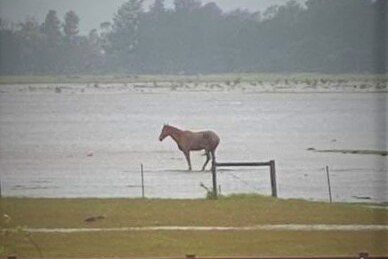 Horse stranded in flooded paddock.