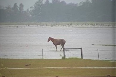 Horse stranded in flooded paddock.