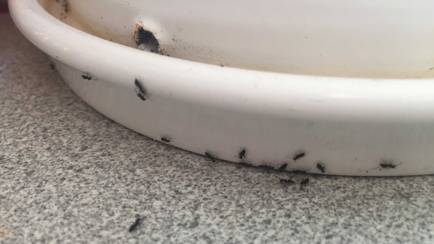 Ants at the base of a pot plant