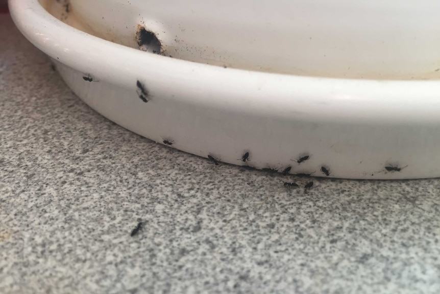 Ants at the base of a pot plant
