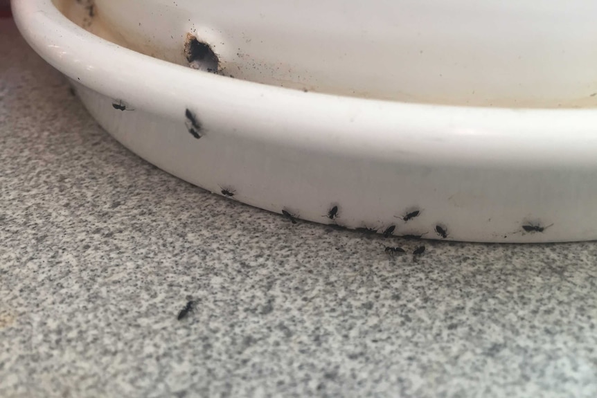 Ants Invading Your House Can Be