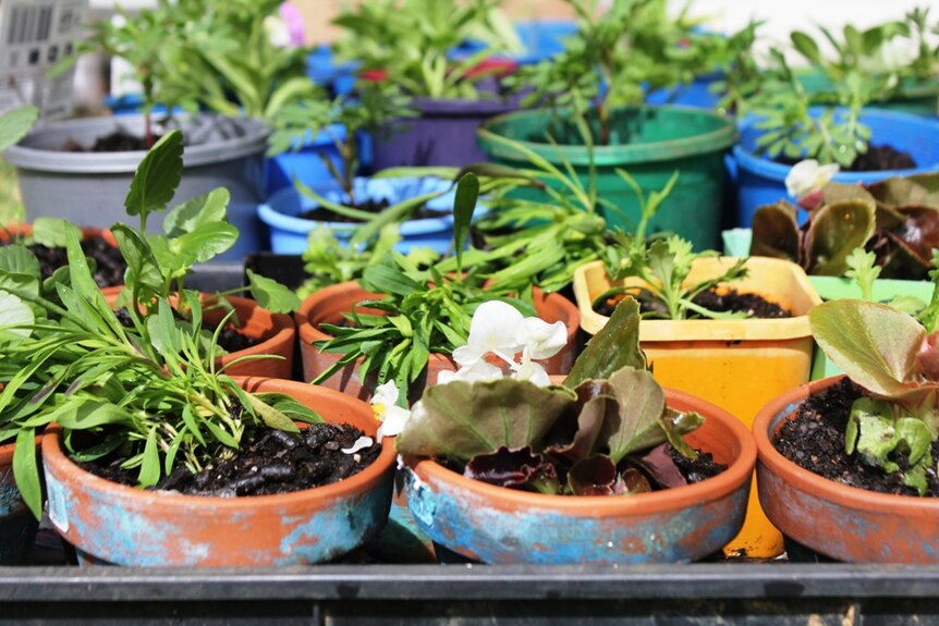 More than 20 seedlings planted into pots by the gardeners who have dementia.