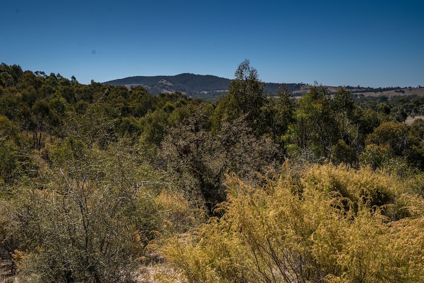 a landscape photo of lush colourful scrub looking towards a mountain with trees.