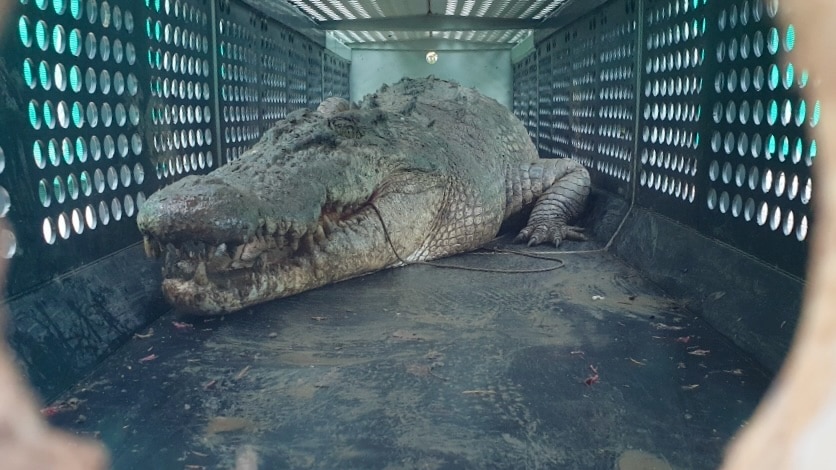 A ferocious-looking crocodile inside a cage.