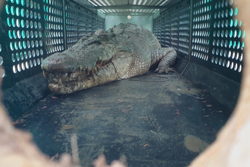 A ferocious-looking crocodile inside a cage.