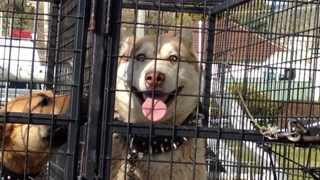 A husky dog taken from a property in Oberon in New South Wales, on Monday 4 August 2014.