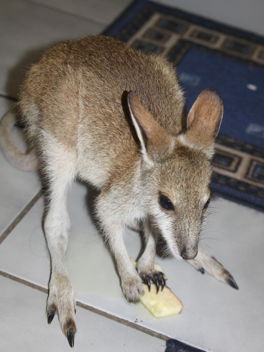 The wallaby joey was rescued after being posted for sale on Facebook.