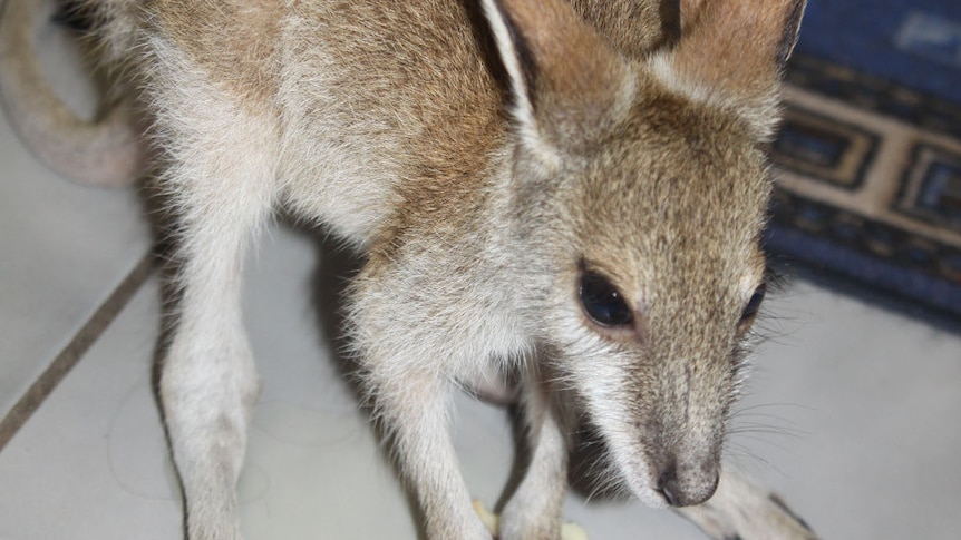 The wallaby joey was rescued after being posted for sale on Facebook.