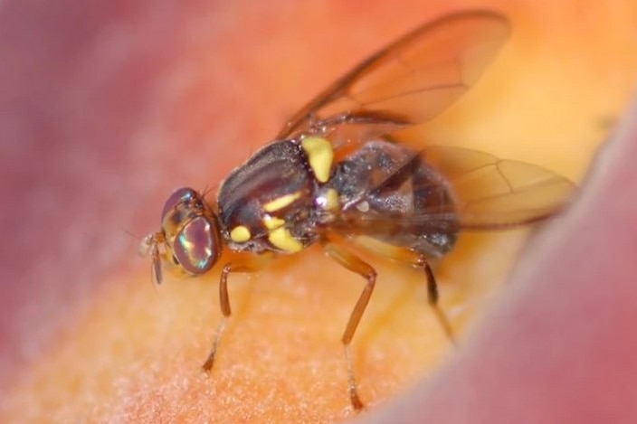 A fruit fly feasting on some produce.