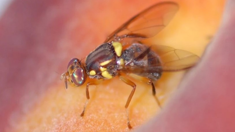 A fruit fly feasting on some produce.