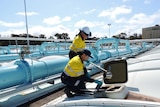 Two men in high-vis at a wastewater treatment plant, accessing a sample for testing.