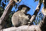 A female koala and her cub sit in the tree