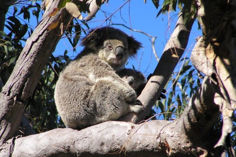 A koala and her cub sitting in a tree on a clear day.