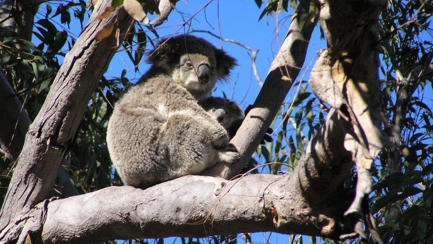 A koala and her cub sitting in a tree on a clear day.
