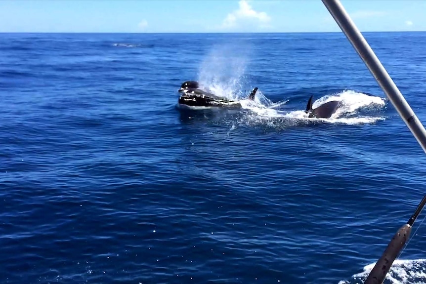 Two orcas near a fishing boat