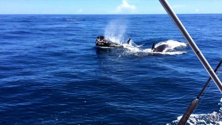 Two orcas near a fishing boat