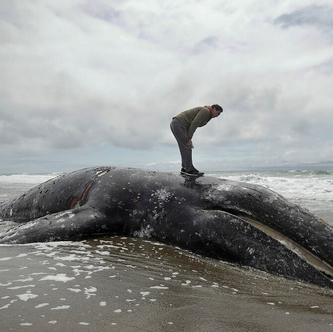 A man stands atop a dead whale that lies on the wet sands of a beach