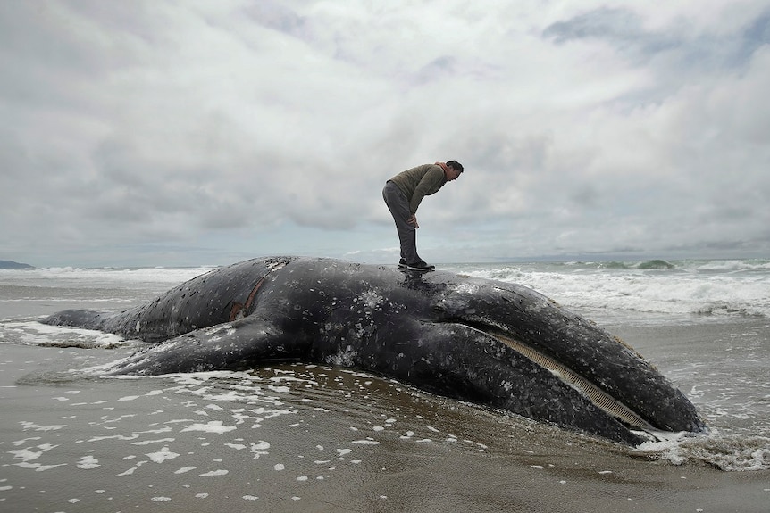 A man stands atop a dead whale that lies on the wet sands of a beach