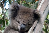 Koala in gum tree