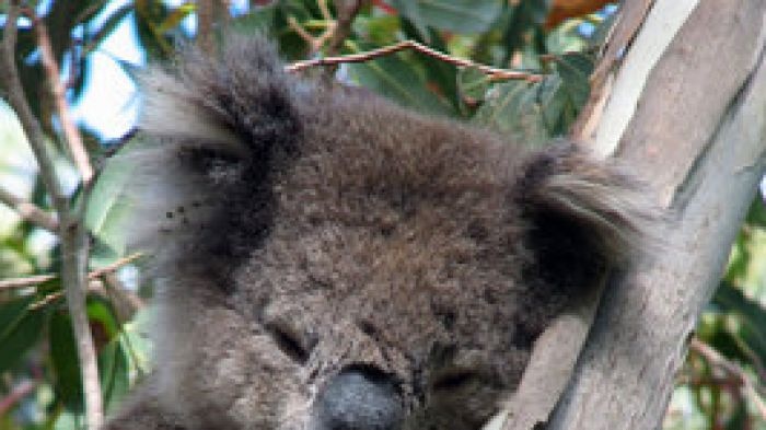 Koala in gum tree