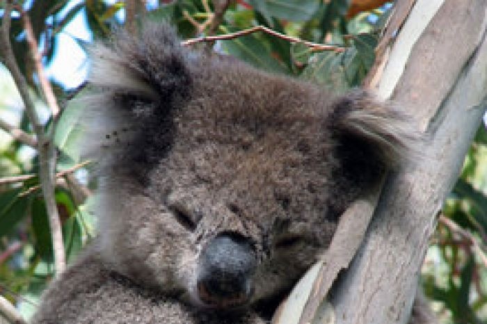 Koala in a gum tree