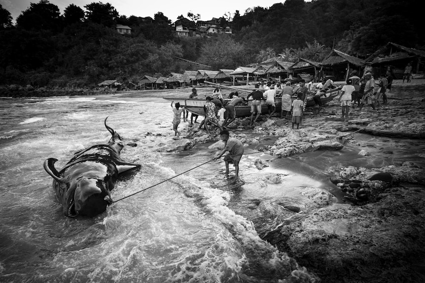 A whale is tied and held by a person with a rope near a shore.