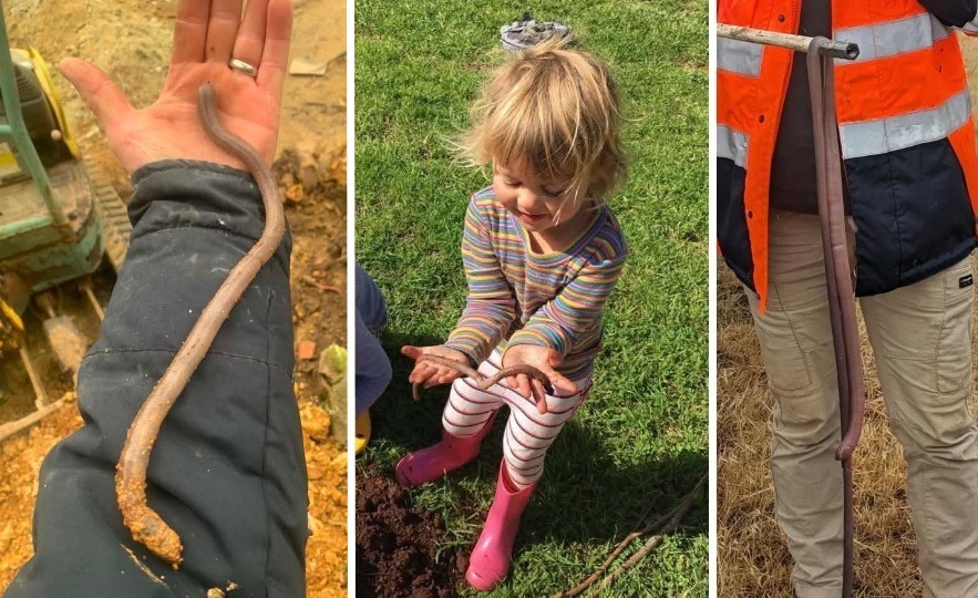 A composite image of people holding very large worms in South Australia