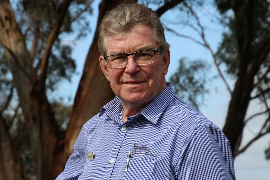 A mid shot of Peter in selective focus, standing amongst tall gum trees.