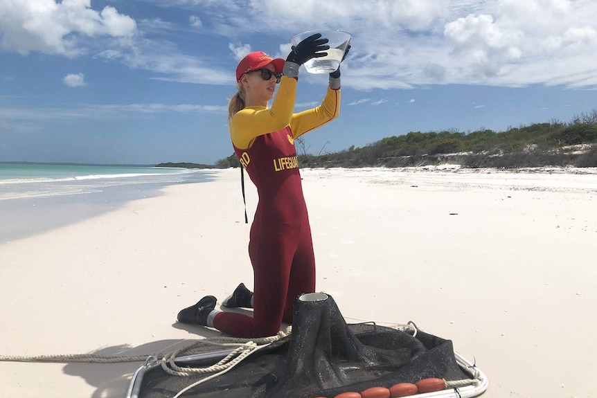 Lifesaver wearing a stinger suit stands on a beach looking for Irukandji jellyfish in water inside a plastic container.