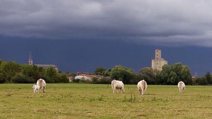 Farming land with cattle and a castle and other old buildings in the background.