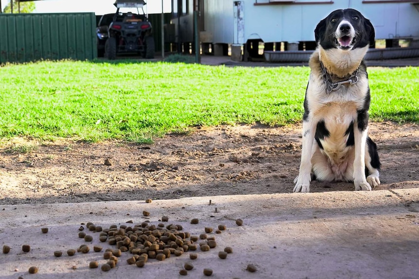 A border collie dog looks up hopefully next to a pile of food on the ground.