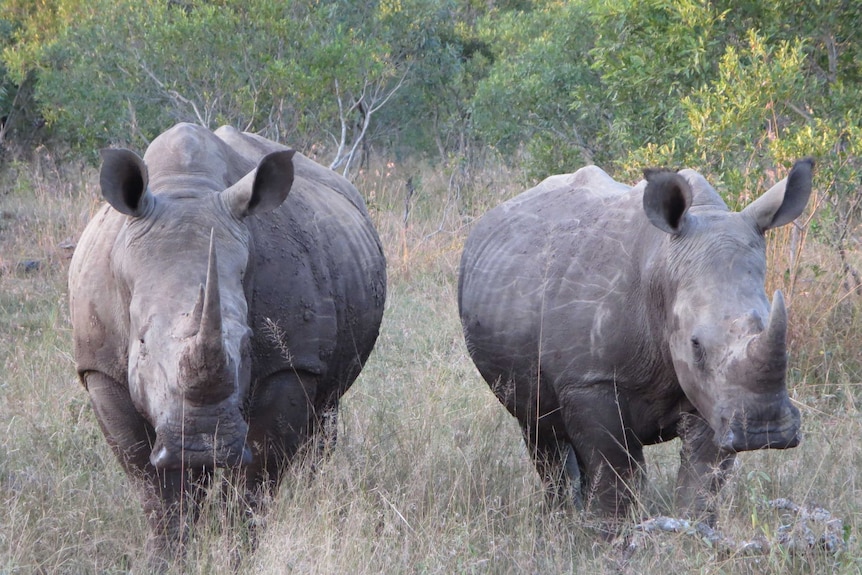 Southern white rhino