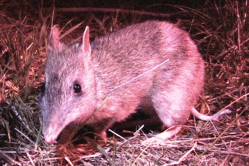 A small bandicoot.