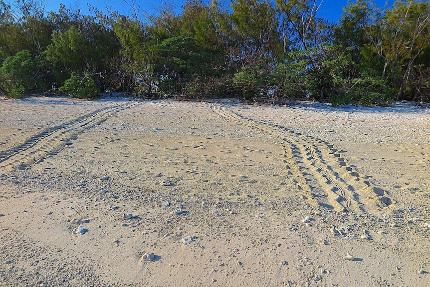 The first turtle tracks of this year's nesting season on Lady Elliot Island