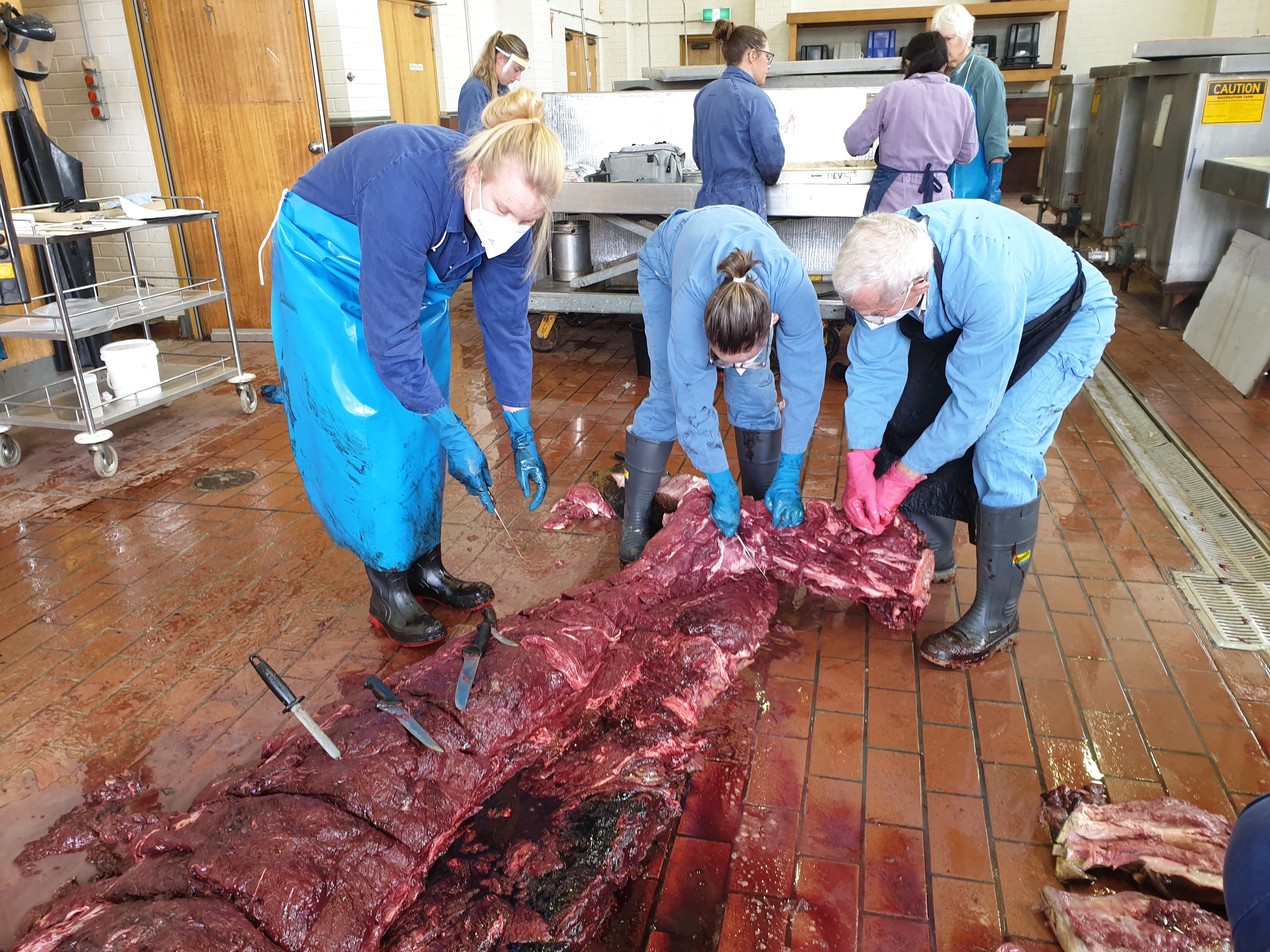 Three people in overalls cutting flesh from a whale's tale.