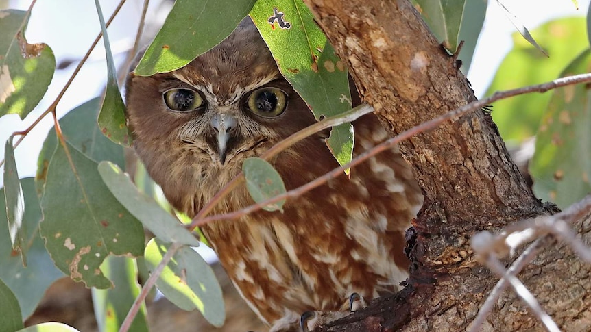 A brown and white Southern Boobook owl is camouflaged amongst tree branches and foliage.