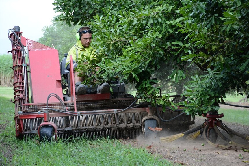 Macadamia harvesting machine in action at Gray Plantations